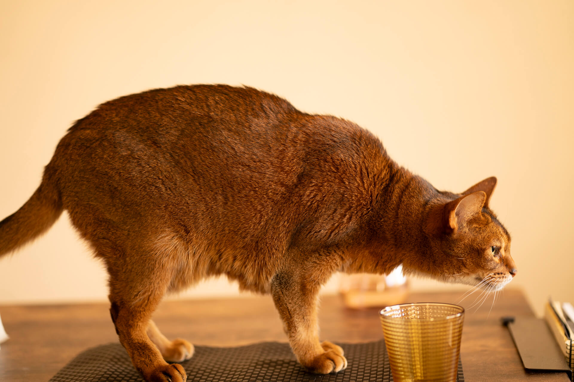 目指すは街の電気屋さん！